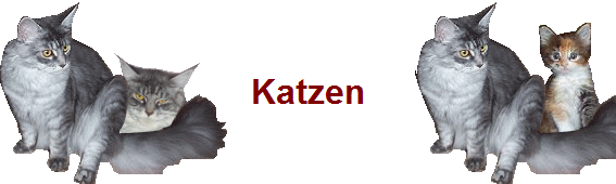 Katzen
