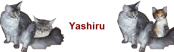 Yashiru Yashiru