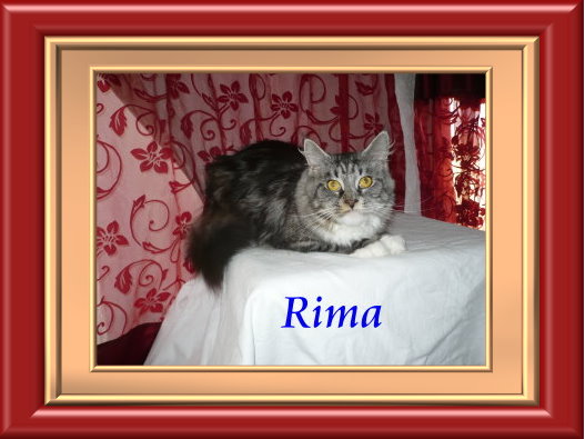 rima erw 070 063 ramen